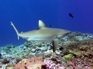 Gray reef shark at Kingman. Photograph by Jen Smith.