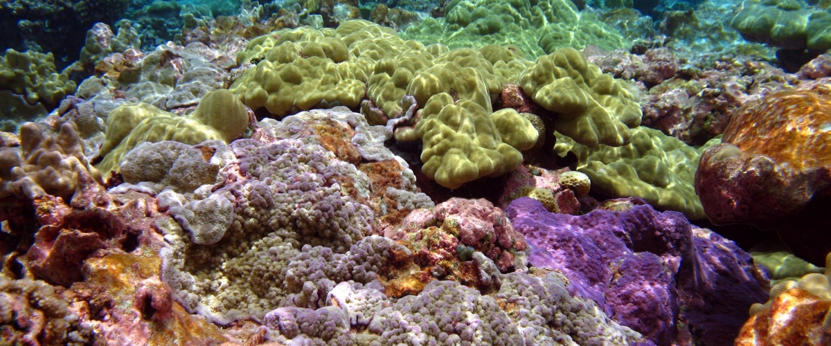 shallow-reef-great2